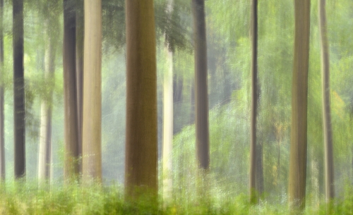 18-nature-photography-forest-photography-sonian-forest-brussels